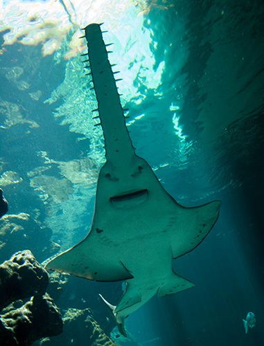 Largetooth sawfish Largetooth sawfish pristis pristis Australian Geographic