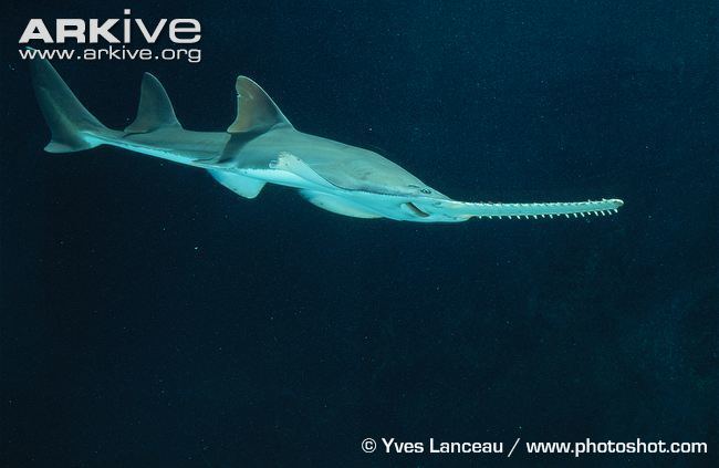 Largetooth sawfish Largetooth sawfish videos photos and facts Pristis pristis ARKive