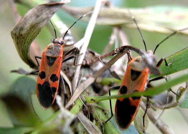 Largidae Largid Bugs Family Largidae