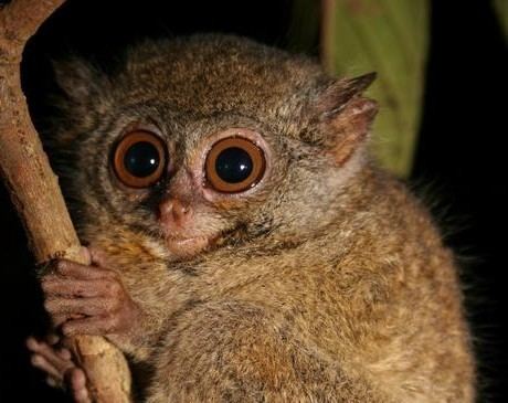 Lariang tarsier - Alchetron, The Free Social Encyclopedia