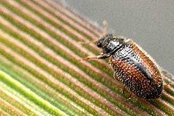 Laricobius Toothnecked fungus beetle CreationWiki the encyclopedia of