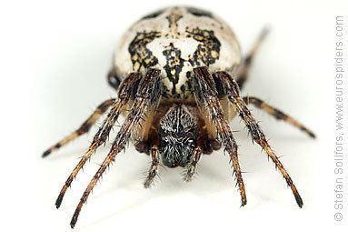 Larinioides cornutus wwweurospiderscomlarinioidescornutusfront853