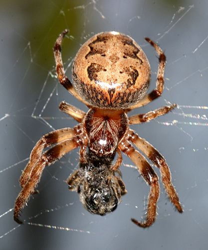 Larinioides cornutus Orb weaver Larinioides cornutus BugGuideNet