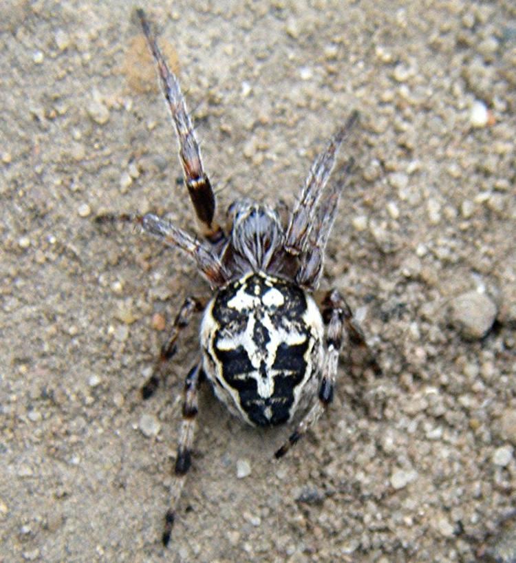 Larinioides sclopetarius Larinioides sclopetarius Larinioides sclopetarius NatureSpot