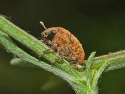 Larinus Larinus obtusus Wikipedia