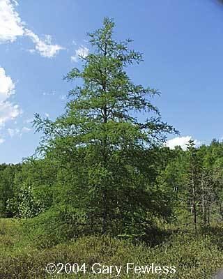 Larix laricina Trees of Wisconsin Larix laricina tamarack