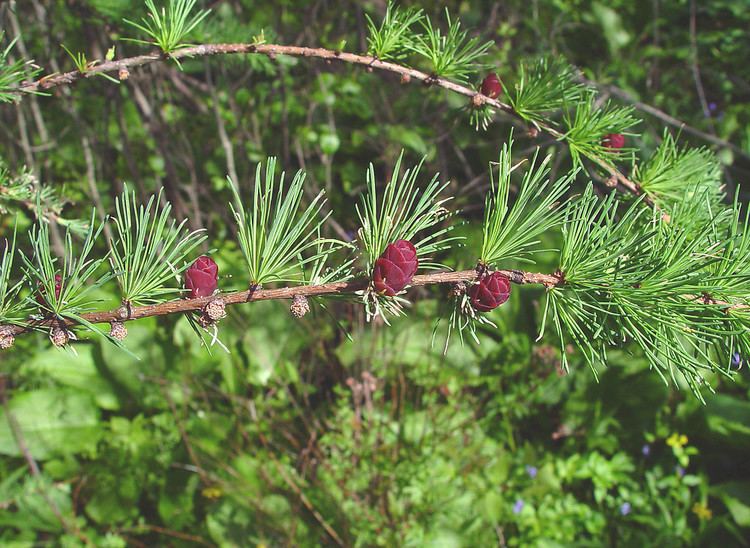 Larix laricina Larix laricina American larch Go Botany