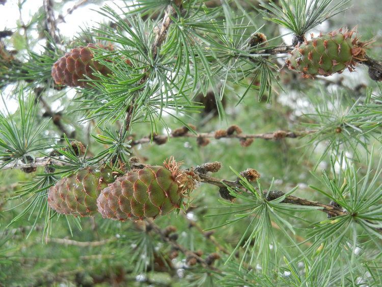 Larix occidentalis Larix occidentalis Conifers of UBC