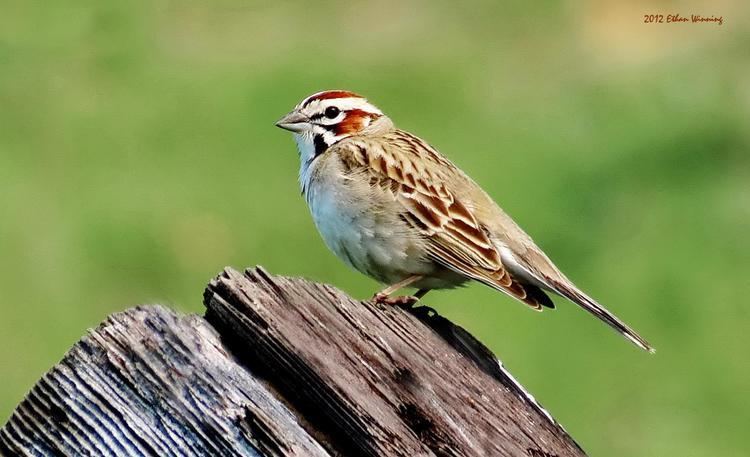 Lark sparrow Lark Sparrow Chondestes grammacus Adult Male Lark Sparrow on Wood