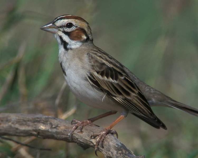 Lark sparrow d2fbmjy3x0sduacloudfrontnetsitesdefaultfiles