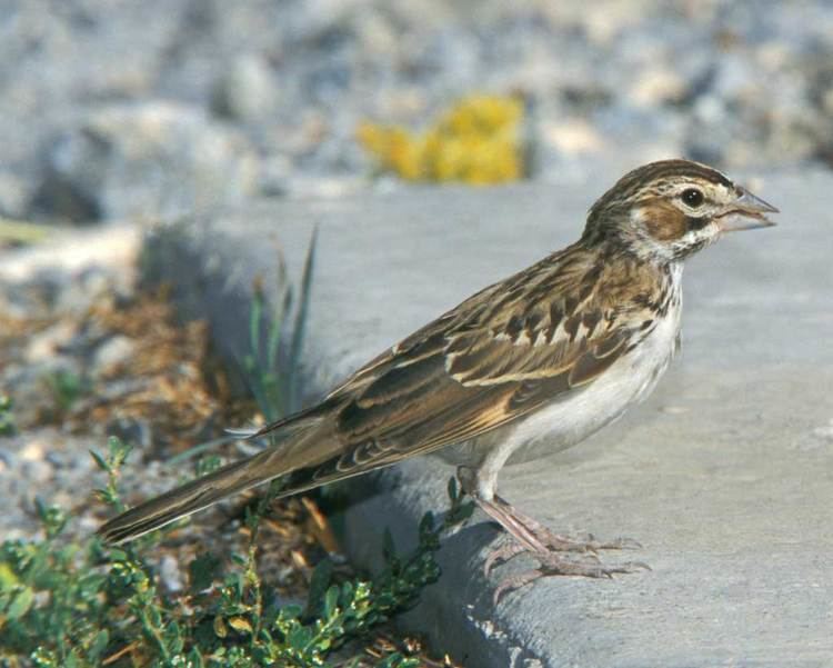 Lark sparrow Lark Sparrow Audubon Field Guide