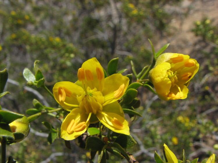 Larrea Larrea tridentata 4 Essence of the Desert