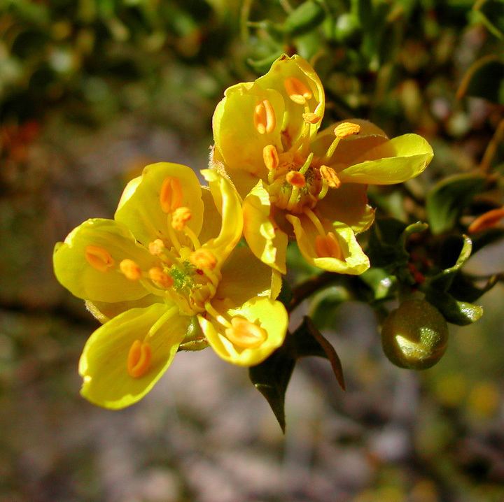 Larrea SEINet Arizona Chapter Larrea tridentata