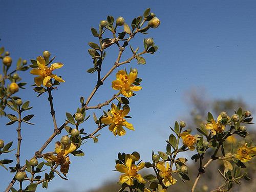 Larrea divaricata Welcome to Flickr