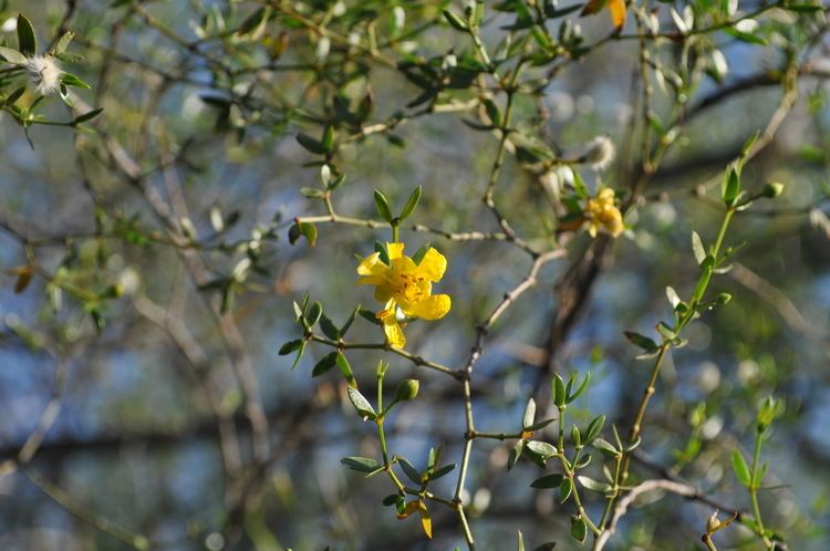 Larrea divaricata Larrea divaricata Flora Silvestre de Crdoba