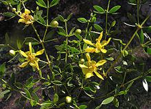 Larrea divaricata httpsuploadwikimediaorgwikipediacommonsthu