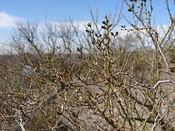 Larrea divaricata Larrea divaricata Wikipedia la enciclopedia libre