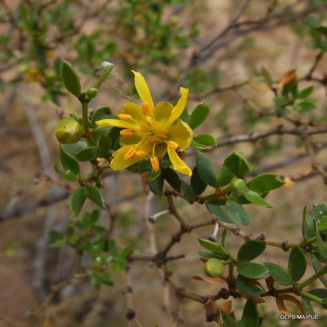 Larrea divaricata Larrea divaricada Maipue