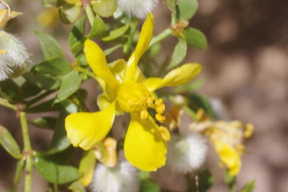 Larrea divaricata Larrea divaricata Cavanilles ssp Tridentata Sesse39 amp Moquino ex de