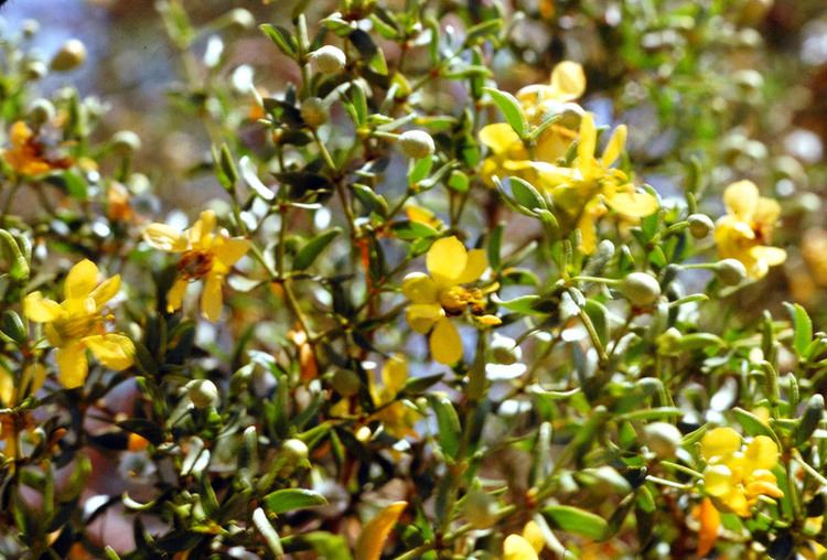 Larrea divaricata Larrea divaricata Zygophyllaceae image 5964 at PhytoImagessiuedu