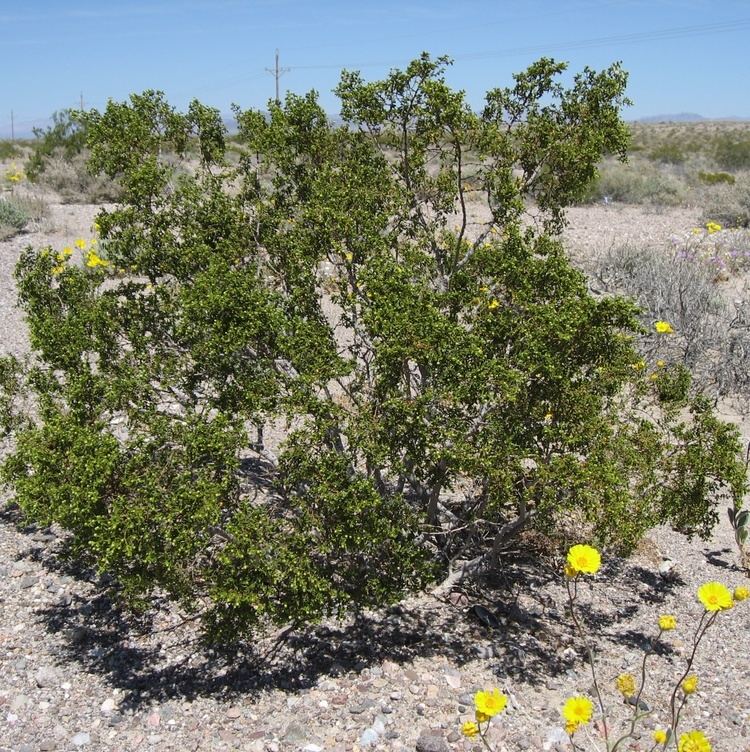 Larrea tridentata Stevenson Intermountain Seed Larrea tridentata