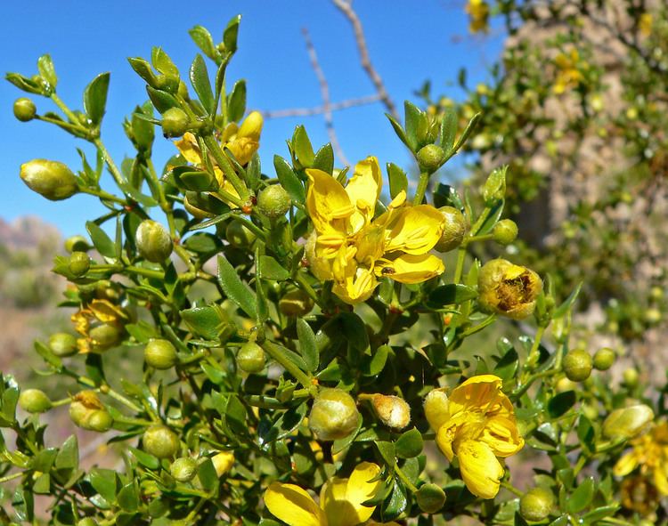 Larrea tridentata Larrea tridentata DC Coville Checklist View