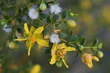 Larrea tridentata httpsuploadwikimediaorgwikipediacommonsthu