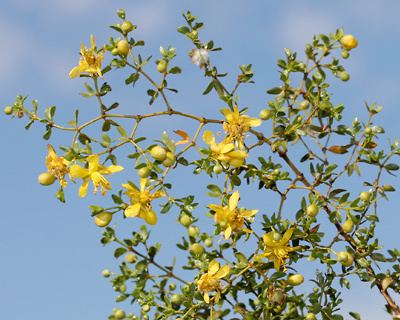 Larrea tridentata Larrea tridentata Creosote Bush Creosotebush Southeastern