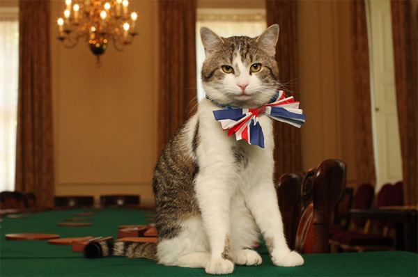 Larry (cat) Larry The Cat is Excited For The Royal Wedding