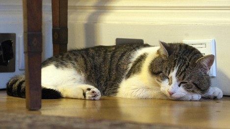 Larry (cat) Larry the Downing Street cat sacked as Number 1039s chief mouse