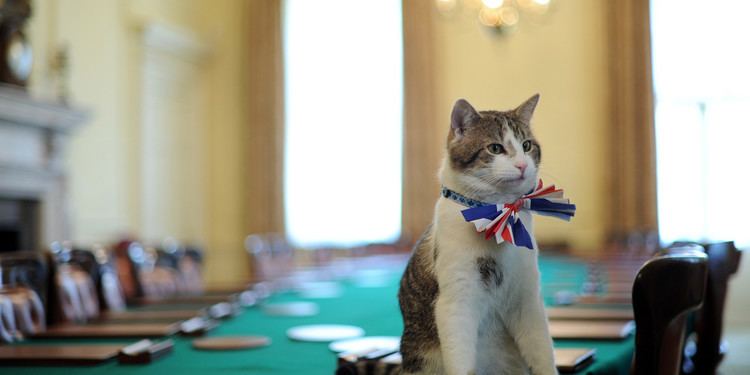 Larry (cat) Cameron Family Deny Claims Larry The Downing Street Cat Is 39Unloved
