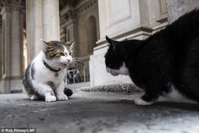 Larry (cat) Larry the cat treated by vet in Downing Street but expected to make
