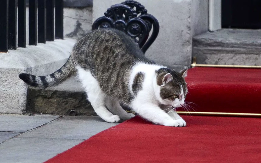 Larry (cat) In pictures David Cameron39s cat Larry Chief Mouser of Downing