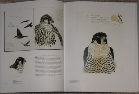 Lars Jonsson (illustrator) Review Lars Jonssons Birds Paintings from a Near Horizon