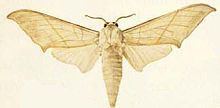 Larunda (moth) httpsuploadwikimediaorgwikipediacommonsthu