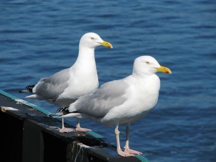 Larus FileLarus smithsonianus Pairjpg Wikimedia Commons