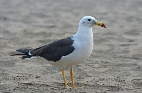 Larus Larus belcheri