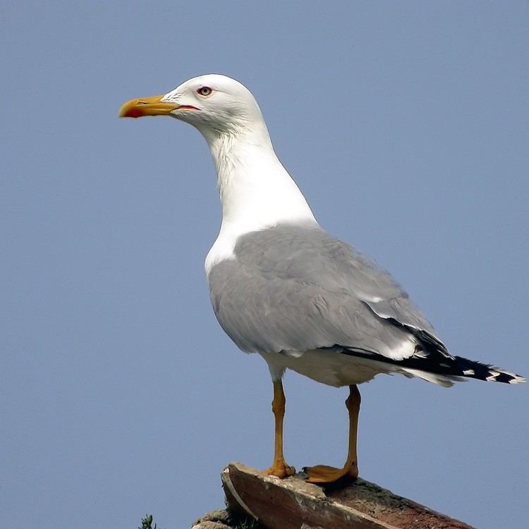 Larus Larus michahellis