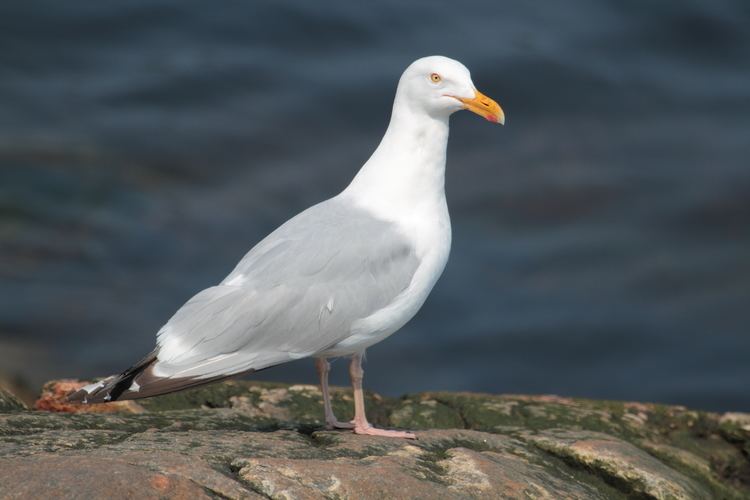 Larus FileLarus smithsonianus Tadoussacjpg Wikimedia Commons