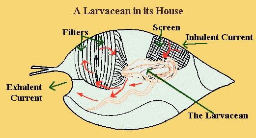 An illustration of the Larvacean in its house with its following parts: filters and screen. The red arrows indicate the movements of the Larvacean's tail creating a current (exhalent and inhalent) of water that enters the mucoid house through mesh-covered filters which remove larger particles of suspended material.