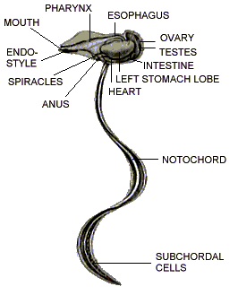 An illustration of Larvacean and its structure, namely: mouth, pharynx, esophagus, ovary, testes, intestine, left stomach lobe, heart. notochord, subchordal cells, anus, spiracles, and endostyle.