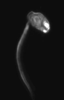 An image of chorda dorsalis, a member of the Larvacea, a group of free-floating mantles. The capes are very small (5 mm with the tail part of the body) and are therefore planktonic animals.