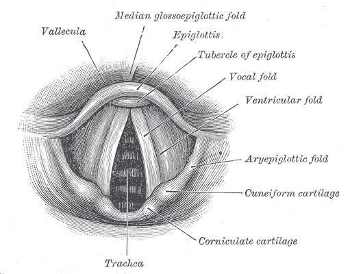 Laryngeal inlet