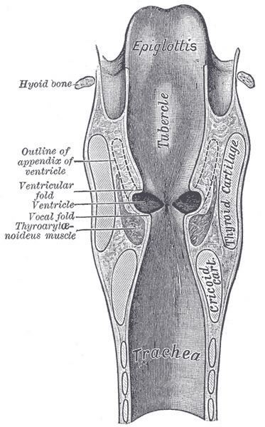 Laryngeal vestibule