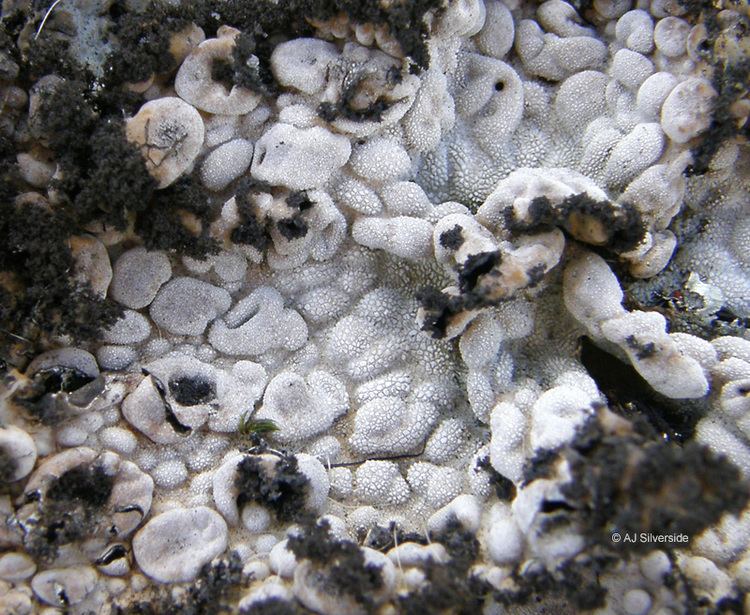 Lasallia Lasallia pustulata images of British lichens