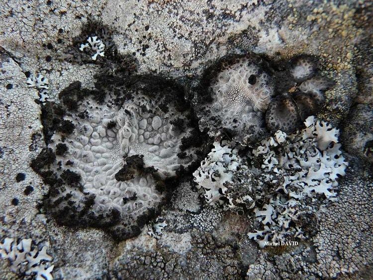 Lasallia Lichens marins