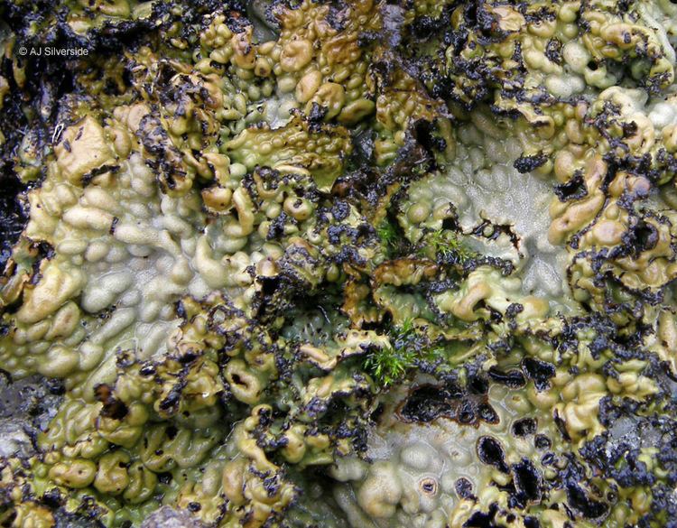 Lasallia Lasallia pustulata images of British lichens
