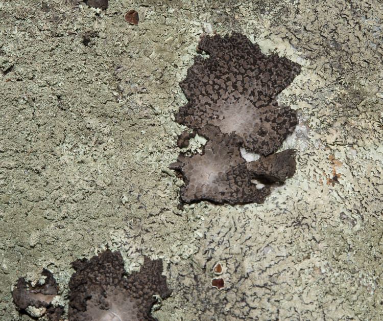 Lasallia papulosa Lasallia papulosa Common Toadskin Lichen