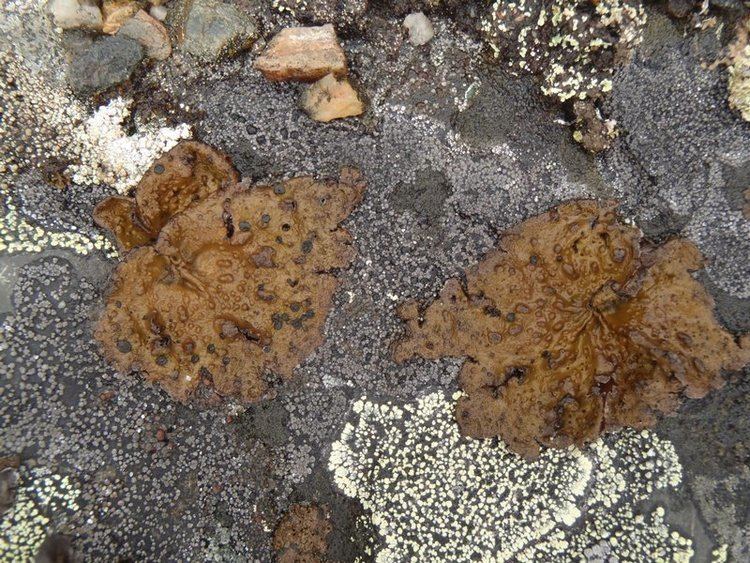 Lasallia papulosa Ways of Enlichenment Lichens of North America