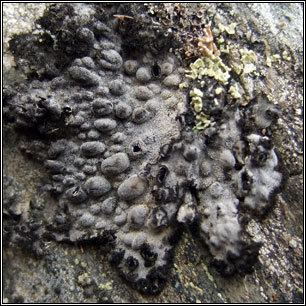 Lasallia pustulata Irish lichens Lasallia pustulata Rock tripe